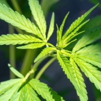 Cannabis et la bourse