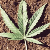 Le secteur du cannabis en bourse